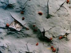 マイクロスコープ　診断