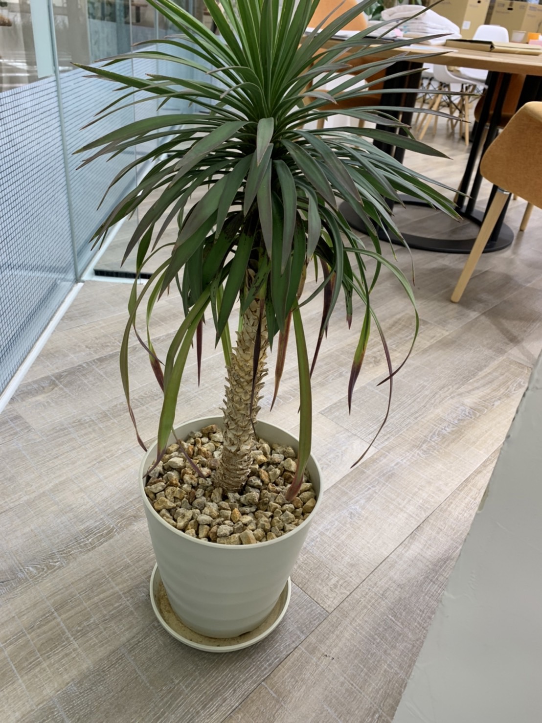 観葉植物 千葉の外壁塗装専門店 各種塗料で実績no 1 塗り守り協伸