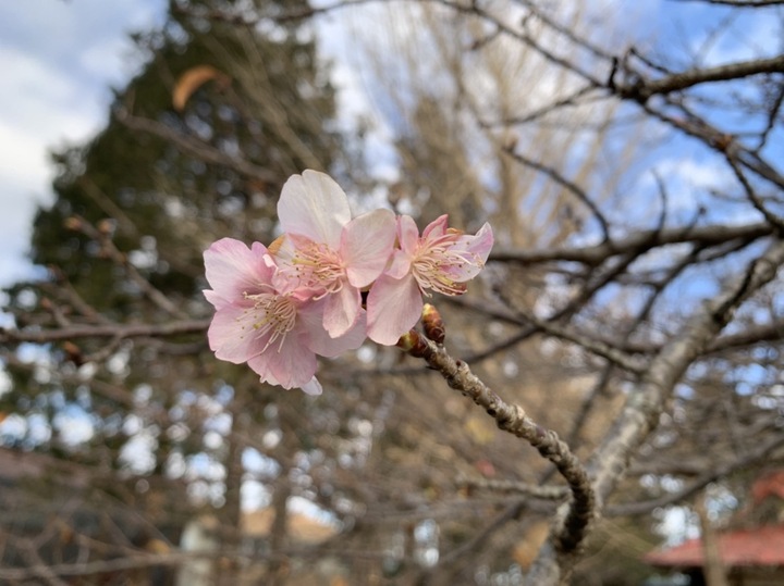 S__29523981.jpg